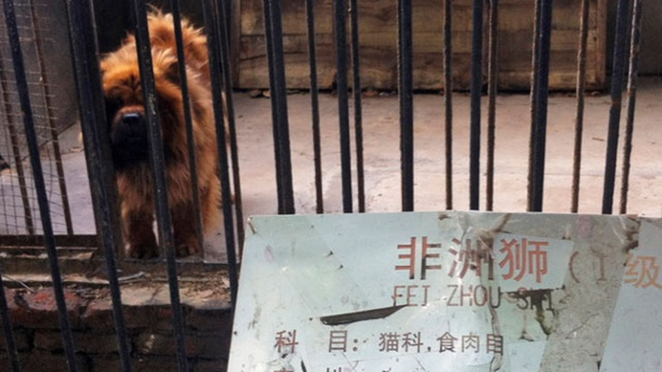 "Hô biến" lừa thành... ngựa vằn, vườn thú bị chỉ trích vì lừa dối du khách - 3 Một vườn thú ở Trung Quốc hô biến chó ngao Tây Tạng giả làm sư tử, với tấm biển bên ngoài đề Sư tử châu Phi