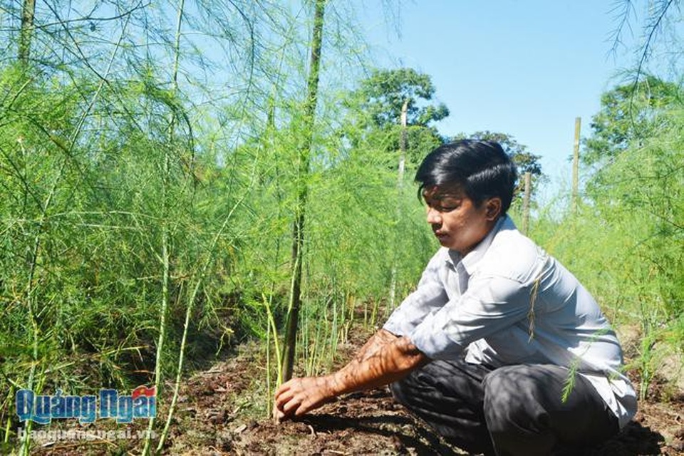 
Anh Bùi Duy Quốc chăm sóc vườn măng tây.
