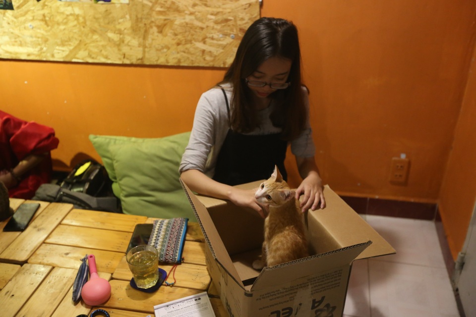 Khách thích thú chơi đùa trong quán cà phê nuôi đầy mèo hoang ở Sài Gòn - 11 Khách thích thú chơi đùa trong quán cà phê nuôi đầy mèo hoang ở Sài Gòn - 11