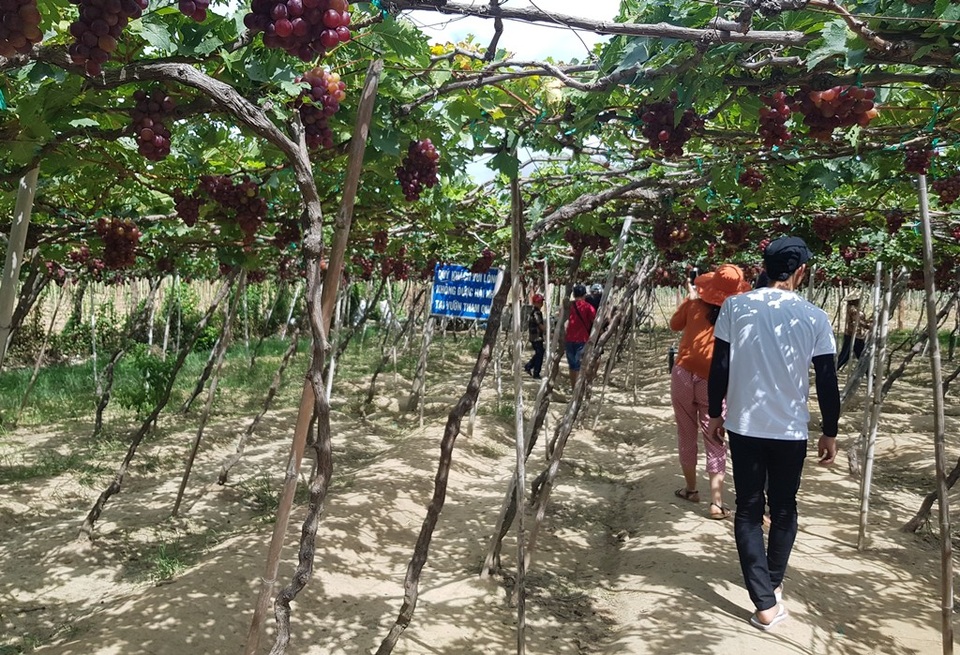 Du khách háo hức vào tham quan vườn nho Ba Mọi, Ninh Thuận