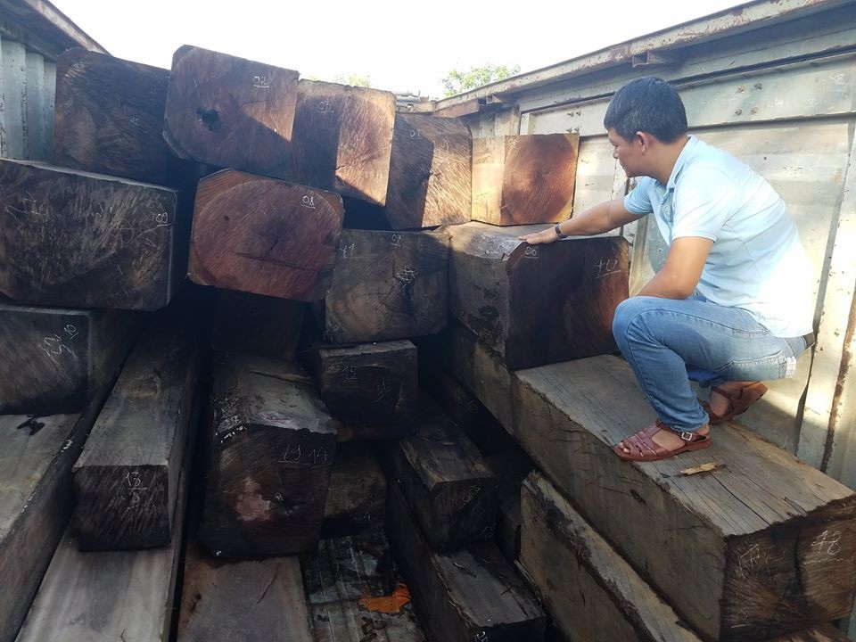 Phát hiện vụ vận chuyển gỗ lậu số lượng lớn - 1 Gần 50m3 gỗ lậu bị thu giữ