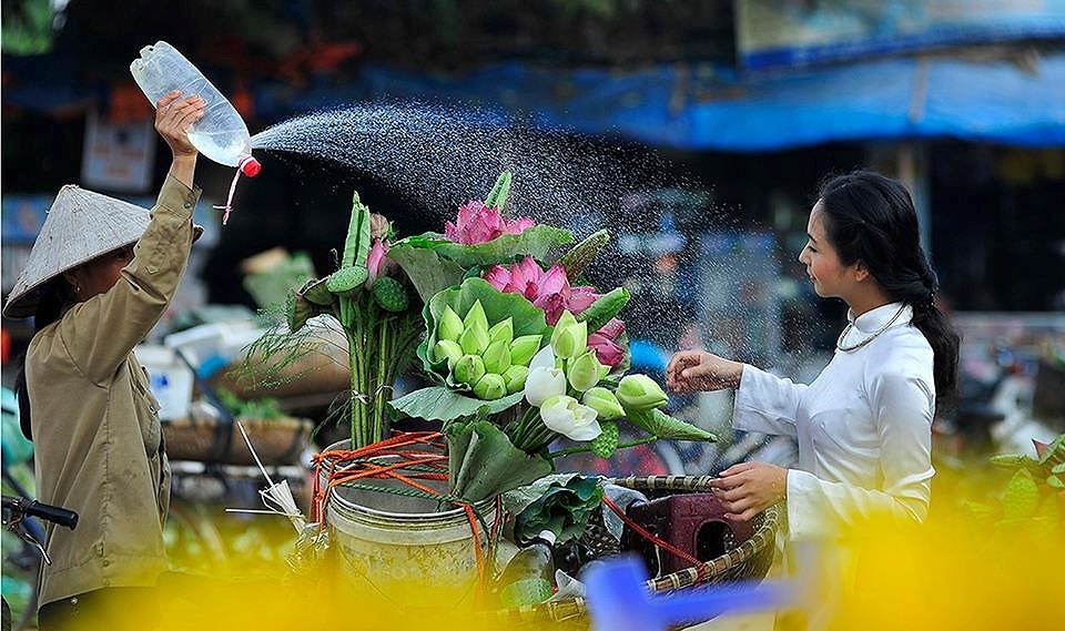 
Nếu như ở các đô thị lớn, các đầm sen đã ngày một thưa thớt và những người yêu loài hoa này thường chỉ biết tìm đến các gánh hàng rong để sở hữu một bó sen
