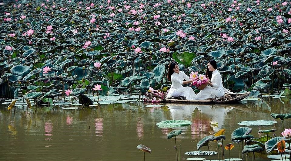 
Những đầm sen quê nhà luôn đọng lại vẹn nguyên trong tâm trí nhiều người bao kỷ niệm đẹp
