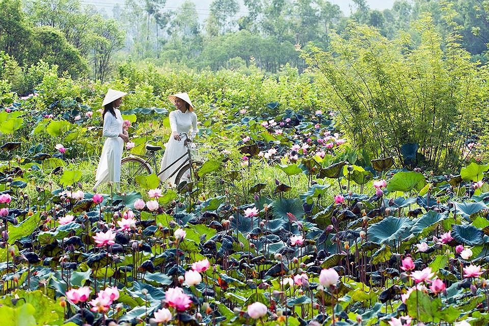 
Thì ở các làng quê, nơi vẫn còn những đầm sen mộc mạc, dân dã lại luôn sẵn lòng chào đón những ai yêu mến vẻ đẹp thuần khiết của loài hoa tinh túy này
