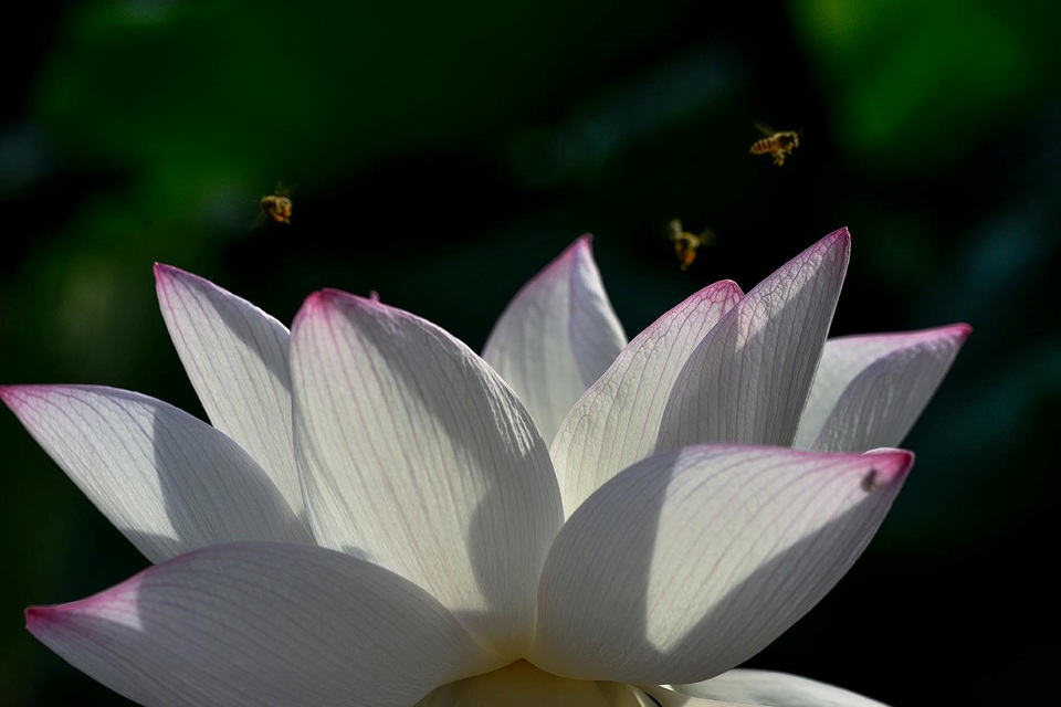 
Cái nóng gắt gỏng của mùa hè khiến cho đầm sen thêm phần sôi động
