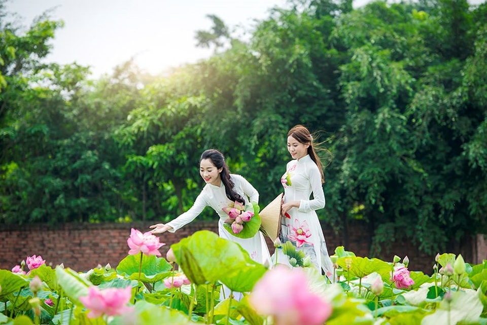 
Các thiếu nữ khoe sắc bên đầm sen ở làng quê Việt
