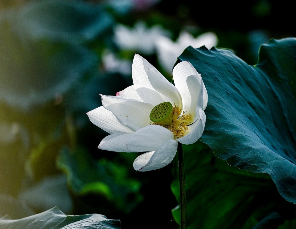 
Sen làm lòng người lắng lại, dịu dàng cùng sắc xanh dịu dàng
