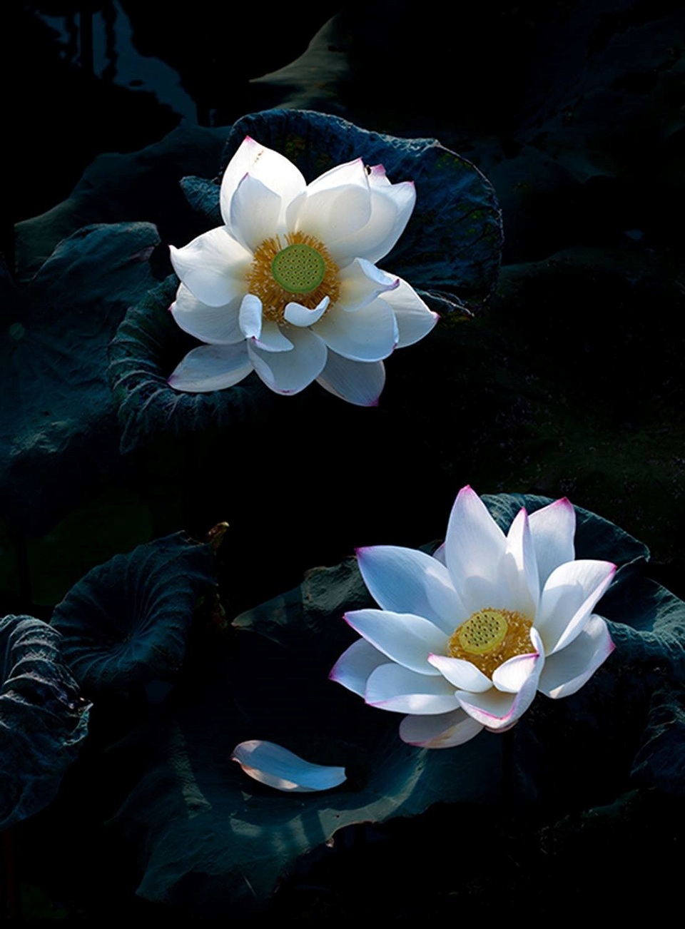 
Với cách tiếp cận của mỗi nhiếp ảnh gia, loài hoa này lại được khai thác ở các góc nhìn khác nhau
