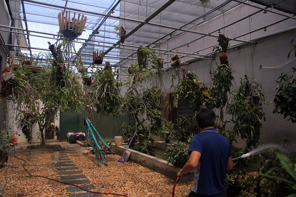 "Đội" nắng nóng cứu những vườn lan tiền tỉ - 12 Anh Phong cho biết, thời tiết tiêu cực nên việc chăm vườn lan tốn nhiều công sức, thời gian hơn. Ngoài dàn tưới tự động anh còn phải thiết kế thêm vòi tưới thủ công.