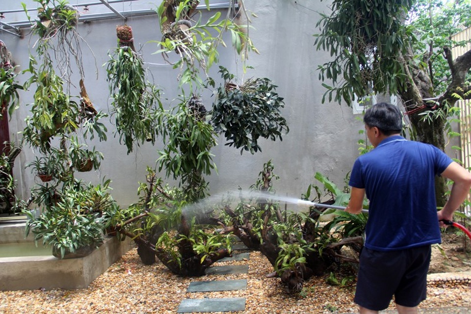 "Đội" nắng nóng cứu những vườn lan tiền tỉ - 11 Tập trung tưới, làm mát cho những giò quế quý của mình