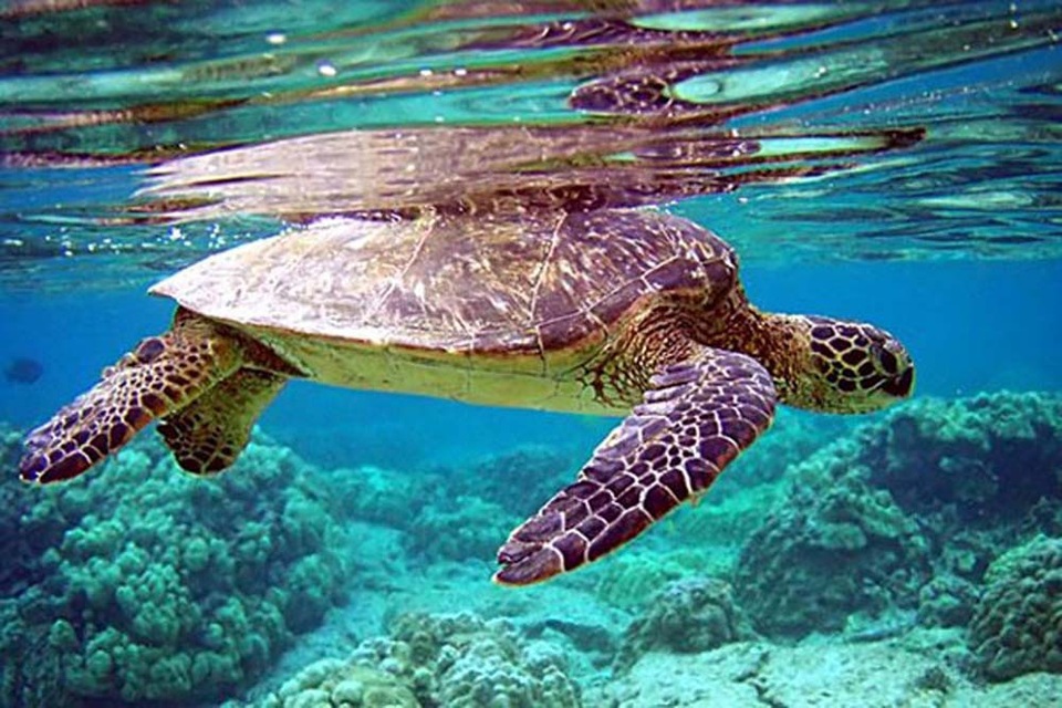 Chỉ được khai thác vì mục đích bảo tồn đối với các loài thủy sản đặc biệt nguy cấp. (Ảnh minh họa).