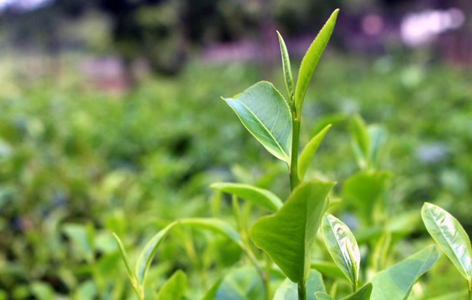 Trà đinh đắt như vàng ròng: Bán dăm cân có ngàn USD, thôn nữ thu bạc tỷ - 1
Trà đinh thường được thu hoạch khi còn non và hái kiểu một tôm nõn
