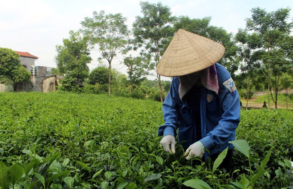 Trà đinh đắt như vàng ròng: Bán dăm cân có ngàn USD, thôn nữ thu bạc tỷ - 2
Để hái được một cân trà đinh tươi cần 4-5 thợ chuyên nghiệp