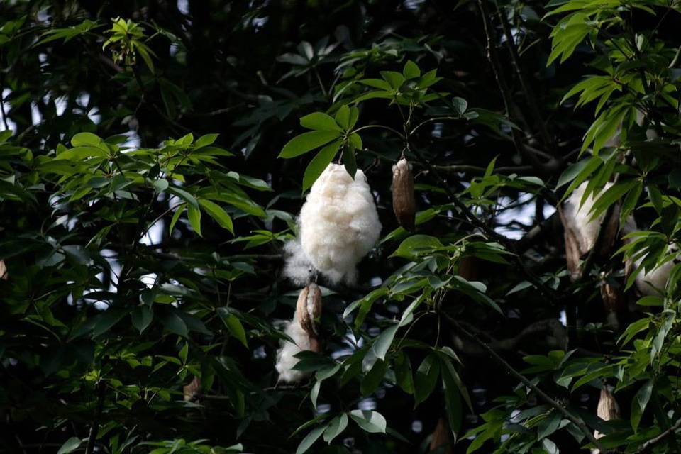 
Sợi quả bông gòn không hút ẩm, mềm mại, màu sáng tinh khiết, nhẹ, đàn hồi khá mạnh, không bị xe thành búi như sợi bông vải, nên đã được sử dụng vào nhiều mục đích khác nhau như làm các lớp cách nhiệt, cách điện, nhồi thú bông, nệm trải giường, lót ghế, chăn đắp, gối…
