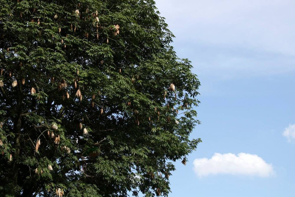 
Dân gian có cách thức tận dụng từ Cây Bông Gòn hết sức độc đáo là lấy mủ gòn để pha nước uống. Lựa những cây gòn lớn, dùng dao bén khứa những vết ngoài vỏ gòn phần dưới gốc, một hai hôm sau, mủ cây màu đỏ thẫm ứa ra sau đó gỡ mang về rửa sạch pha với nước lạnh để uống giải khát.
