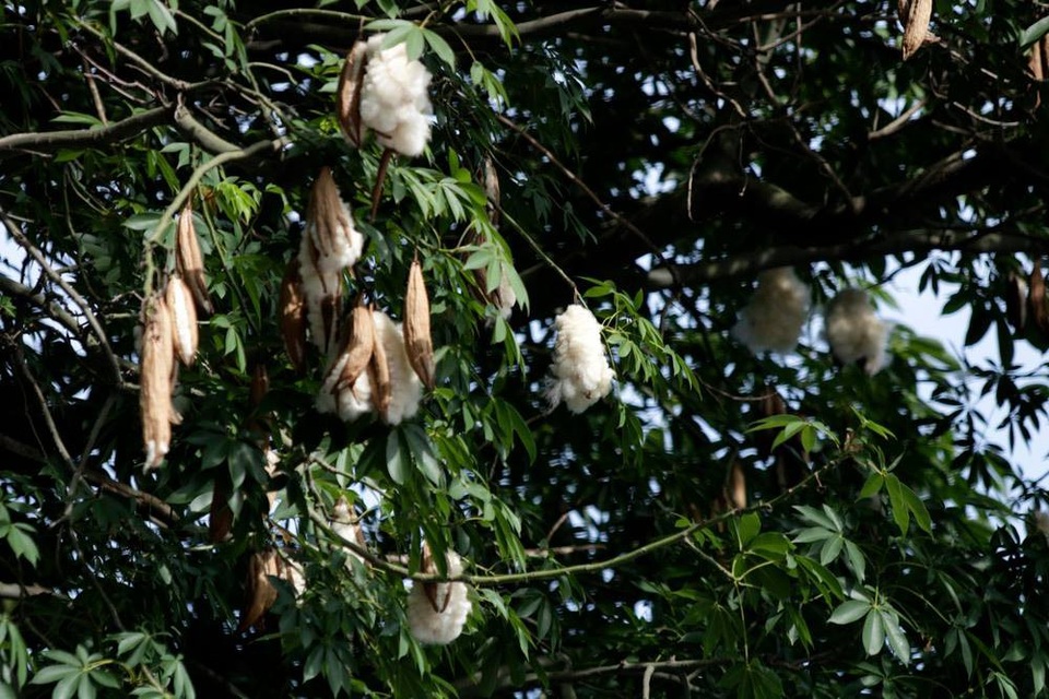 
Ở Hà Nội, cây bông gòn còn ở phố Hàng Mắm, ngã tư giáp với Hàng Tre, phố Lò Rèn...
