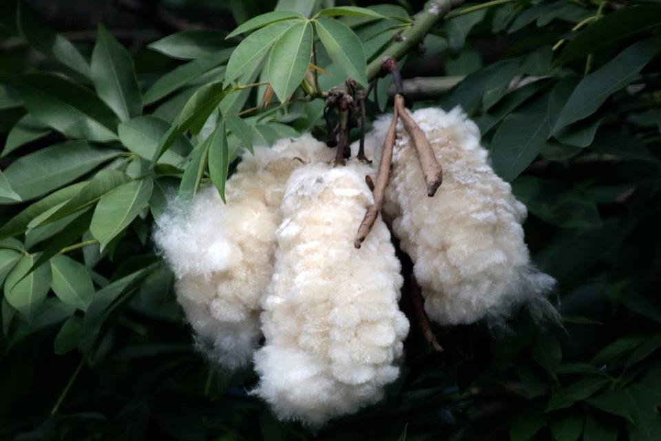 
Nay, loại bông này gần như không còn ai dùng đến. Mỗi mùa qủa chín bung nở, nhiều cục bông theo gió bay khắp nơi.
