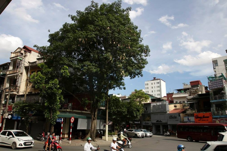 
Những cây bông gòn còn sót lại ở Hà Nội đang vào mùa bung quả tạo ra những cục bông trắng phau lơ lửng trên không. Cây bông gòn còn được gọi bằng một cái tên khác đó là cây hoa gạo trắng, được trồng nhiều ở TP Hồ Chí Minh. Ở Hà Nội, cây trồng lác đác trên một số tuyến phố, đến nay chỉ còn sót lại vài cây. Tại phố Cửa Nam, một cây bông gòn to cao, tán lá tạo bóng mát bao trùm cả một quán cà phê.
