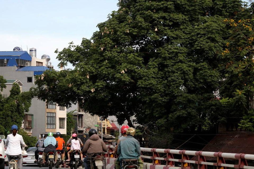 
Một cây bông gòn có khá nhiều qủa chín đang bung vỏ bên đường dẫn lên cầu Chương Dương.
