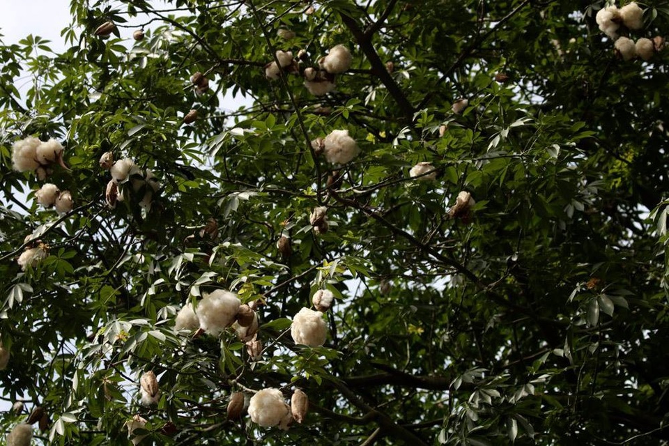 
Nhiều người Hà Nội, nhất là thế hệ trẻ, không biết đến loại cây này.
