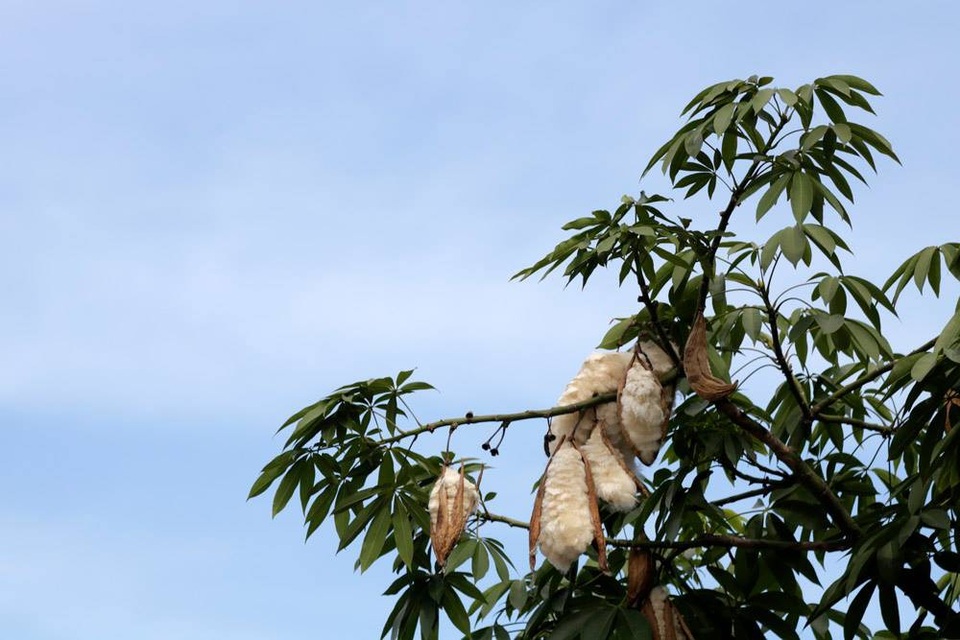 
Ngày trước đời sống còn khó khăn, bông gòn được người dân thu lượn mang về làm gối, áo bông.
