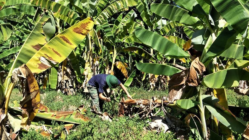 "Cay mắt" với hình ảnh mưu sinh trong cái nắng nóng cực điểm - 3 
Một công nhân quốc phòng đang tăng gia sản xuất.
