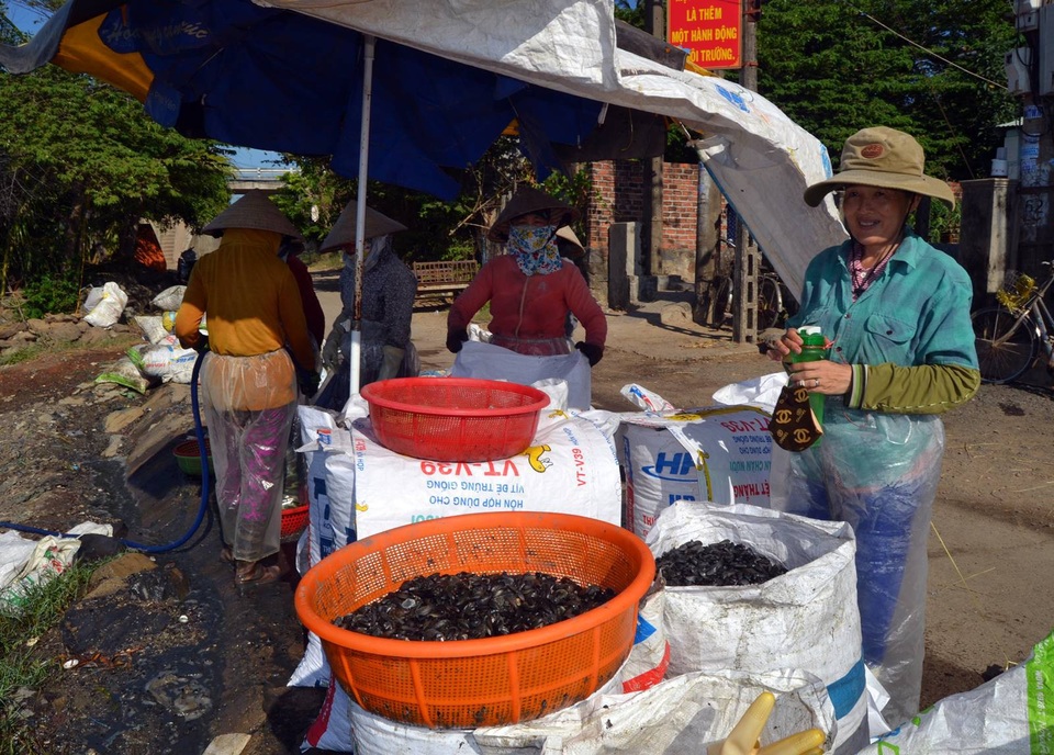 Vẹm hiện tại có giá 5.000 đồng/kg, lúc cao điểm có khi lên 9.000 đồng/kg