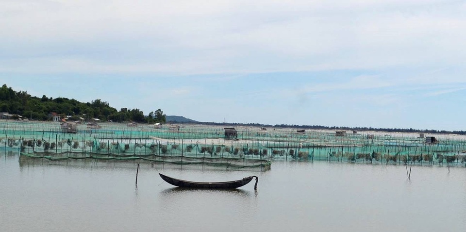 Tận dụng mặt nước đầm Ô Loan, người dân huyện Tuy An (Phú Yên) nuôi vẹm đem lại hiệu quả kinh tế cao