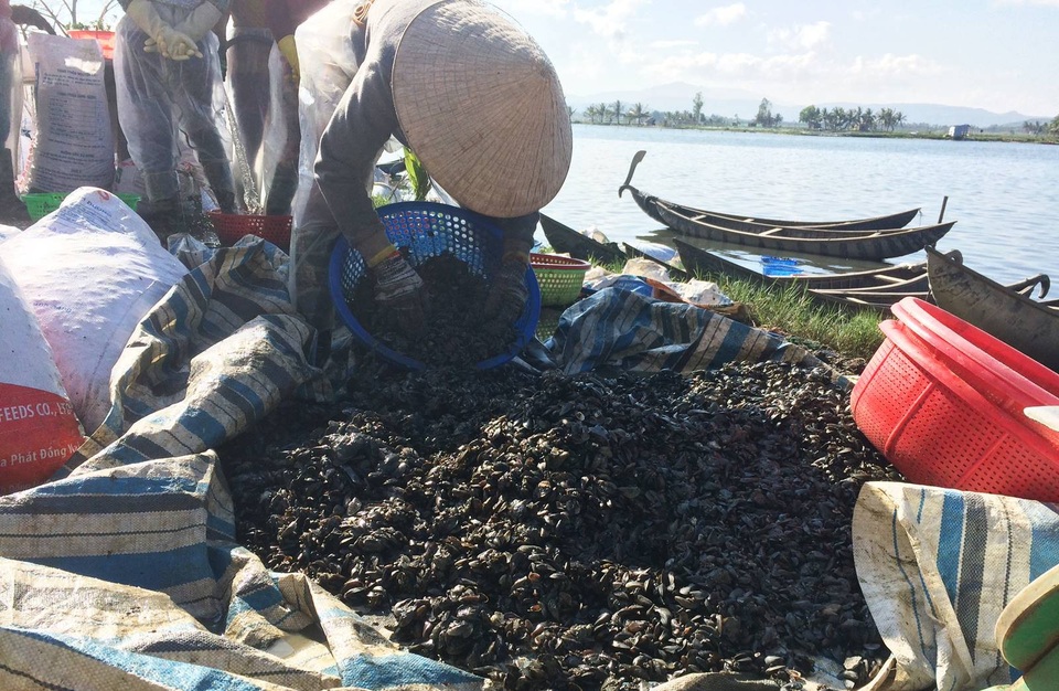 Vẹm được thu mua tận nơi, sau đó làm sạch vận chuyển bán trong và ngoài tỉnh