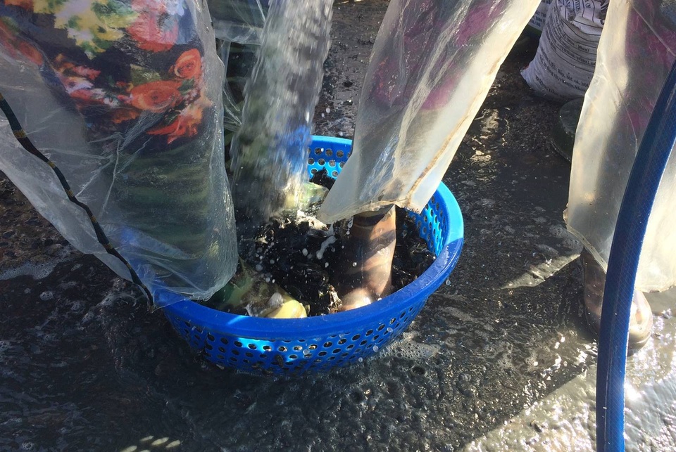 Kiếm hàng chục triệu đồng nhờ nuôi vẹm làm thức ăn cho tôm hùm - 4