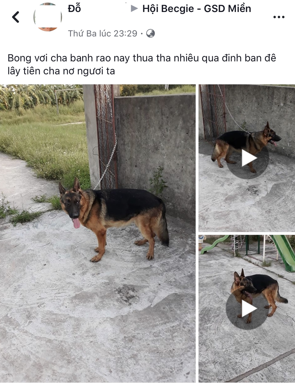 "Lão Hạc" mùa World Cup: Hết tiền đến chó cũng bán! - 3 Cũng trong nhóm yêu chó becgie, một người khác thua độ bóng đá cần bán chó gấp lấy tiền trả nợ