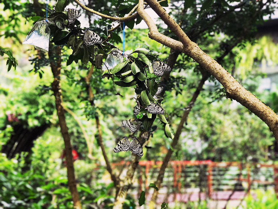 
Một địa điểm thú vị nữa - đặc biệt phù hợp với trẻ em đó là vườn bướm Entopia. Nơi đây bạn có thể khám phá thế giới của loài bướm, côn trùng và thực vật nhiệt đới với giá vé chừng 400 nghìn VNĐ/ người. Bạn sẽ tìm thấy hơn 15.000 loài bướm trong một vùng đất tuyệt vời của thác nước, hang động và ao, cũng như một khu vực tìm hiểu về những loài động vật không xương sống. Nên đặt trước vé vào cửa vườn bướm vì buổi sáng có một hàng người khá dài xếp hàng chờ mua vé.
