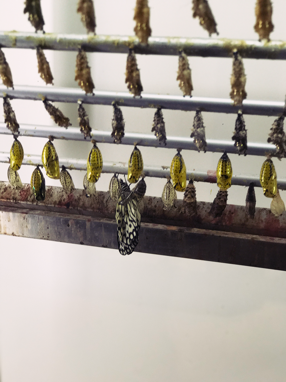 
Quá trình biến đổi tự nhiên của loài bướm để “lột xác” thành hình hài xinh đẹp luôn là khu vực hấp dẫn khách tham quan
