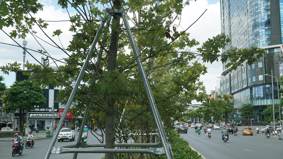 Cây phong xứ lạnh sống tươi tốt giữa “chảo lửa” Hà Nội - 5 Từng gốc cây phong lá đỏ được lắp gông sắt để đề phòng khi gặp thời tiết bất lợi.