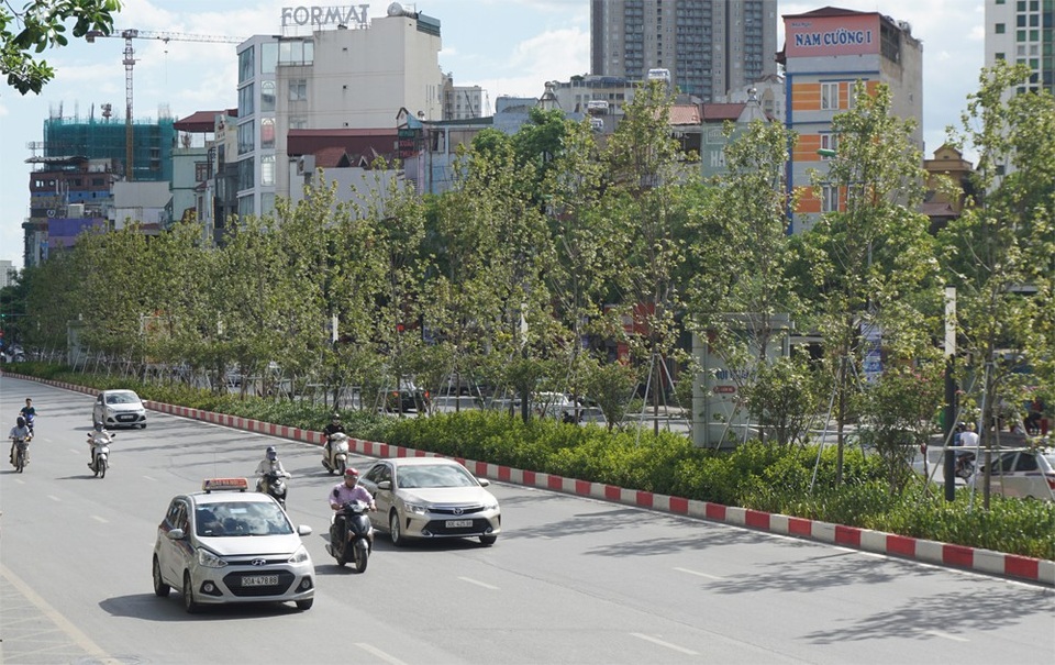 Cây phong xứ lạnh sống tươi tốt giữa “chảo lửa” Hà Nội - 3 Hàng cây phong lá đỏ sống tươi tốt giữa cái nắng nóng như chảo lửa ở Hà Nội.