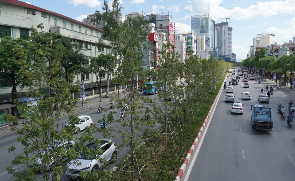 Cây phong xứ lạnh sống tươi tốt giữa “chảo lửa” Hà Nội - 2 Cây phong xứ lạnh sống tươi tốt giữa “chảo lửa” Hà Nội - 2