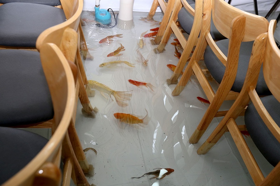 Hàng trăm con cá chép bơi lội dưới nước.