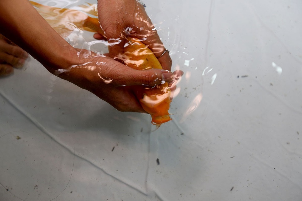 Quán cà phê cá bơi lội tung tăng dưới chân khách ở Sài Gòn - 14