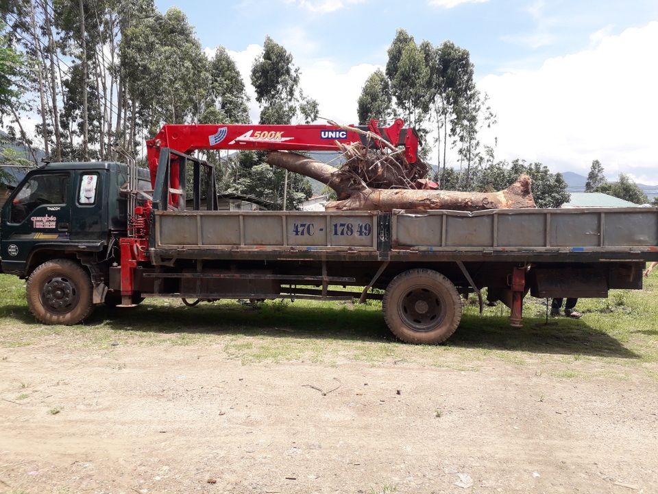 Kiểm lâm xin thỏa thuận với dân vì tự ý cắt gỗ tang vật - 1 Cây gỗ cà te bị Hạt kiểm lâm cắt khúc gốc, rễ