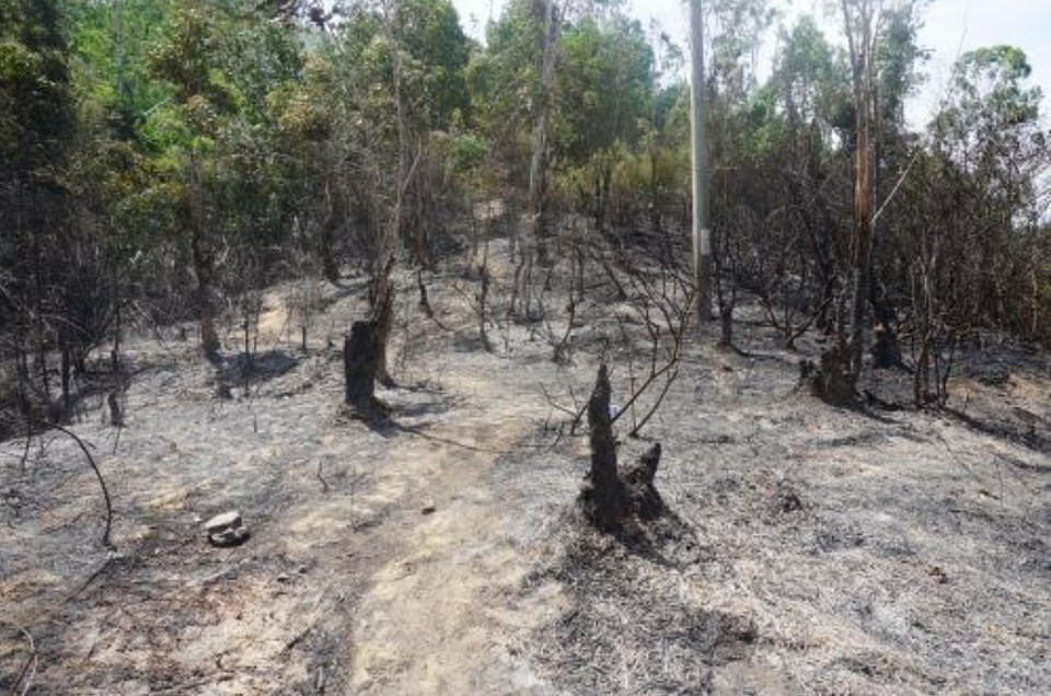 Đám cháy thiêu rụi 2 hecta rừng tràm ở Đà Nẵng trưa 8/7