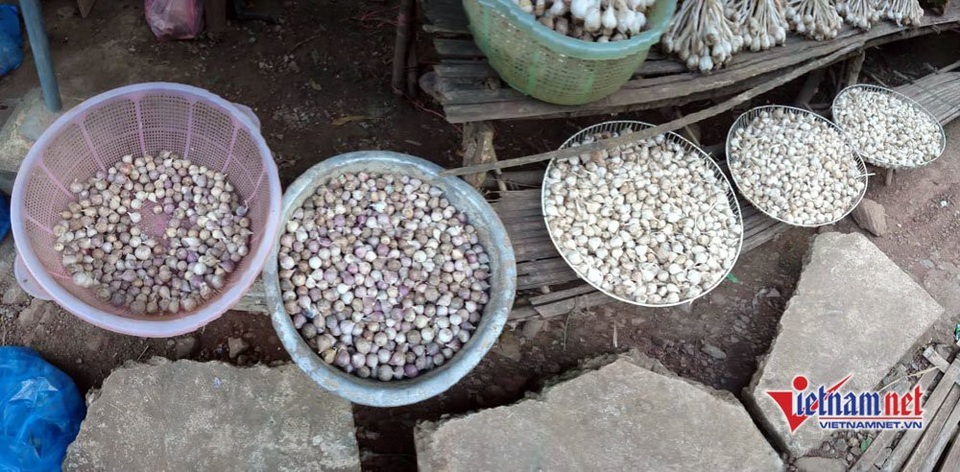 Cung đường đèo Tây Bắc sực nức mùi tỏi tươi - 3 Tỏi cô đơn hút khách dọc nẻo đường Tây Bắc