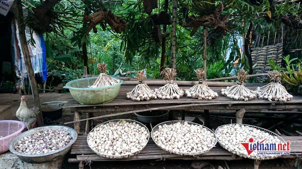 Cung đường đèo Tây Bắc sực nức mùi tỏi tươi - 6 Cung đường đèo Tây Bắc sực nức mùi tỏi tươi - 6