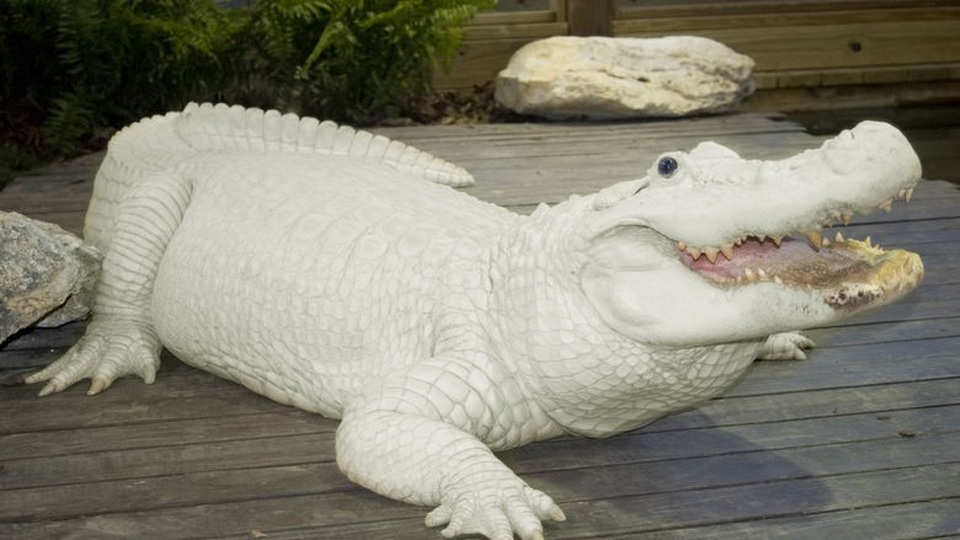 Đến với Gatorland, du khách được chiêm ngưỡng cá sấu bạch tạng quý hiếm