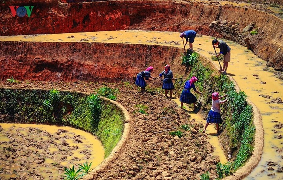Những “ô màu” Tây Bắc không thể bỏ qua mùa nước đổ - 1
Tháng 5, tháng 6, những thửa ruộng bậc thang Tây Bắc rộn ràng vào mùa đổ ải. Từ trước đó, người Mông, người Dao, Hà Nhì đã hối hả lên nương phát cỏ dại, đắp lại bờ, mặt ruộng, mở đường dẫn nước.