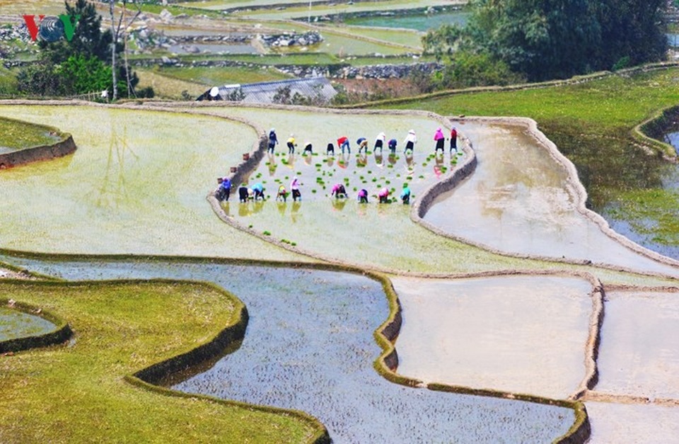 Những “ô màu” Tây Bắc không thể bỏ qua mùa nước đổ - 13
Trên khuông nhạc là những bờ ruộng như kẻ vẽ, người đi cấy màu áo rực rỡ tựa như những nốt nhạc đang gieo vào đất bài ca no ấm.
