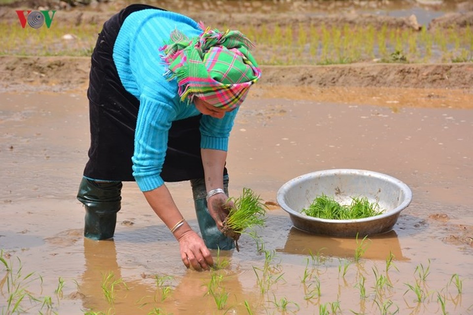 Những “ô màu” Tây Bắc không thể bỏ qua mùa nước đổ - 14 Những “ô màu” Tây Bắc không thể bỏ qua mùa nước đổ - 14