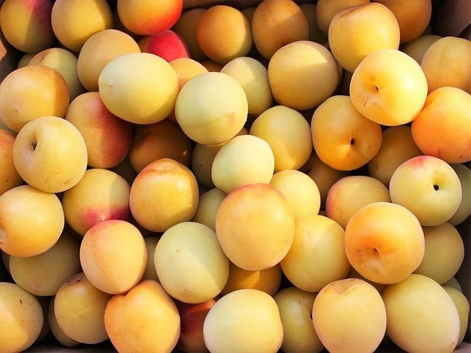 Mận xách tay của Nhật gần triệu/kg vẫn lắm người mua - 1
Theo các chủ cửa hàng, mận Nhật là hàng xách tay mang về. Ảnh: Internet