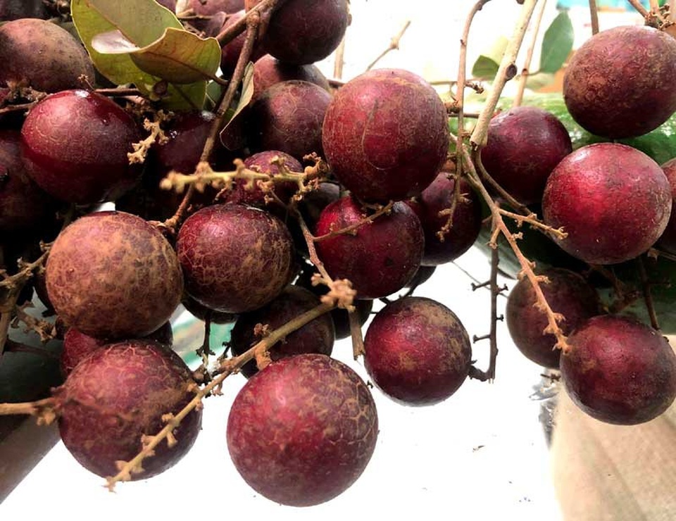 Loại quả duy nhất của Việt Nam khiến Thái Lan lùng mua từng cây - 2
Nhãn tím đang được bán với giá 200.000-400.000 đồng/kg