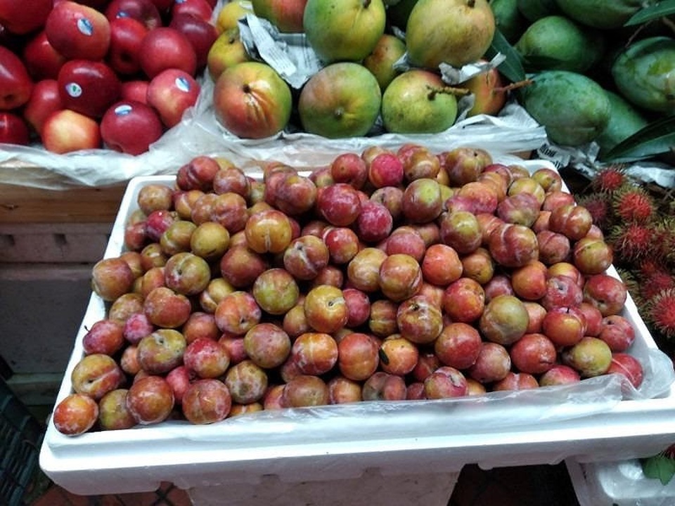 Mận xách tay của Nhật gần triệu/kg vẫn lắm người mua - 2
Vẫn còn nhiều lo ngại nhầm lẫn mận tốt và mận kém chất lượng. Ảnh: Internet