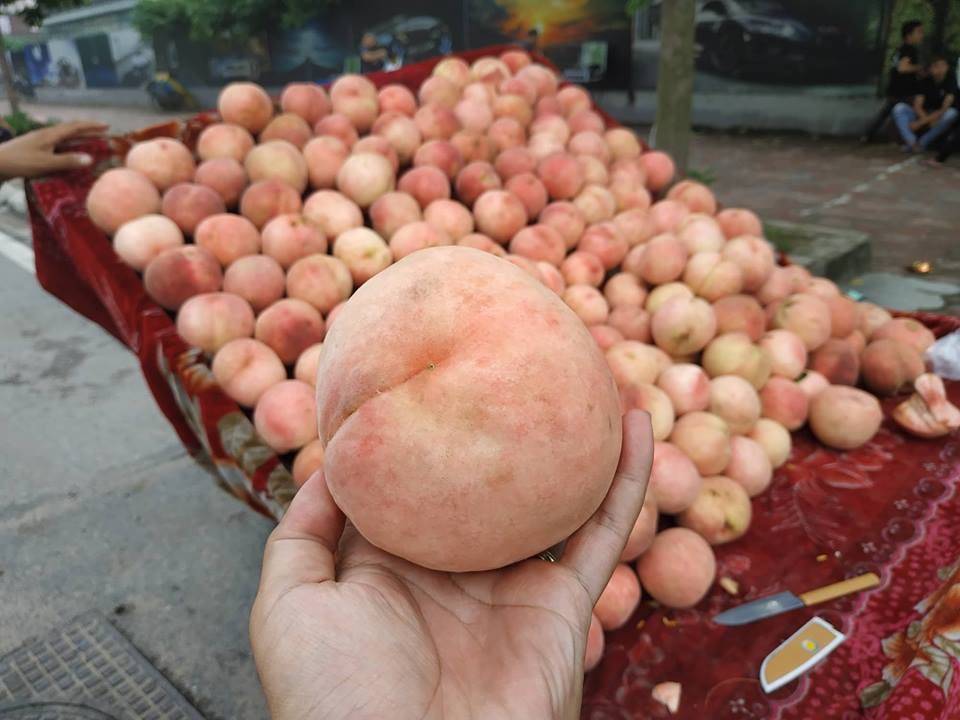 Đào Tiên khổng lồ 50 nghìn đồng/quả, gây “sốt” thị trường - 2 Loại quả này có kích thước to (2,3 quả/1kg), vỏ hồng, ăn có vị ngọt sắc